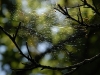 ecogite - randos nature - insectes